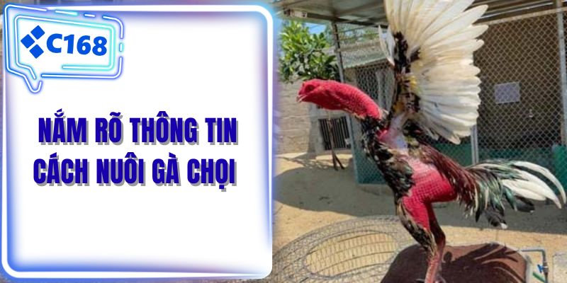 Nắm rõ thông tin cách nuôi gà chọi 