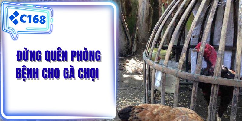 Đừng quên phòng bệnh cho gà chọi 