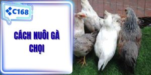 Cách nuôi gà chọi