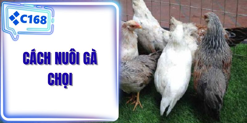 Cách nuôi gà chọi