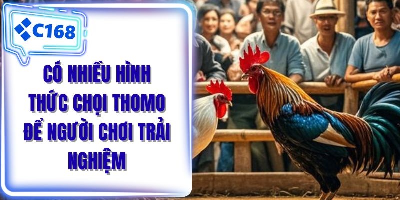 Có nhiều hình thức chọi thomo để người chơi trải nghiệm 