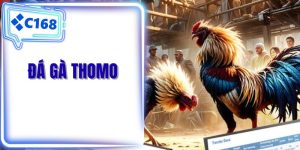 Đá gà Thomo
